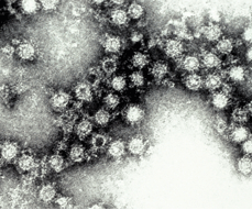 Welcome to meningitis.com