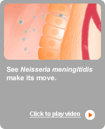 Welcome to meningitis.com